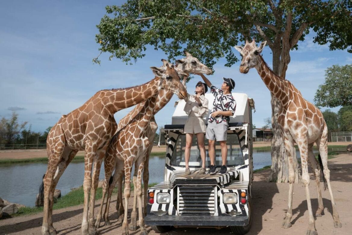 A couple on a bus tour in Safari Open Park Zoo, interacting and feeding giraffes, highlighting the Bangkok to Safari World Taxi services