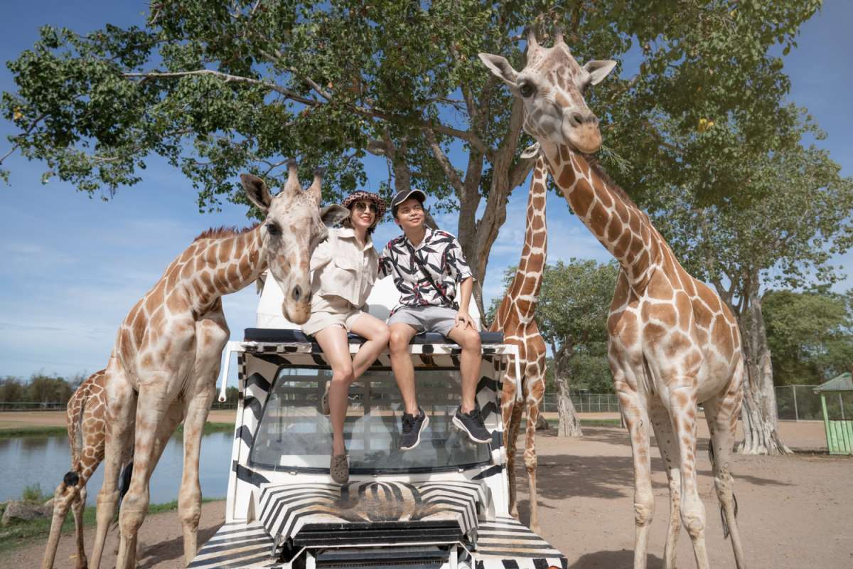Couple on a bus tour, engaging with giraffes by feeding and playing with them in an open safari park zoo