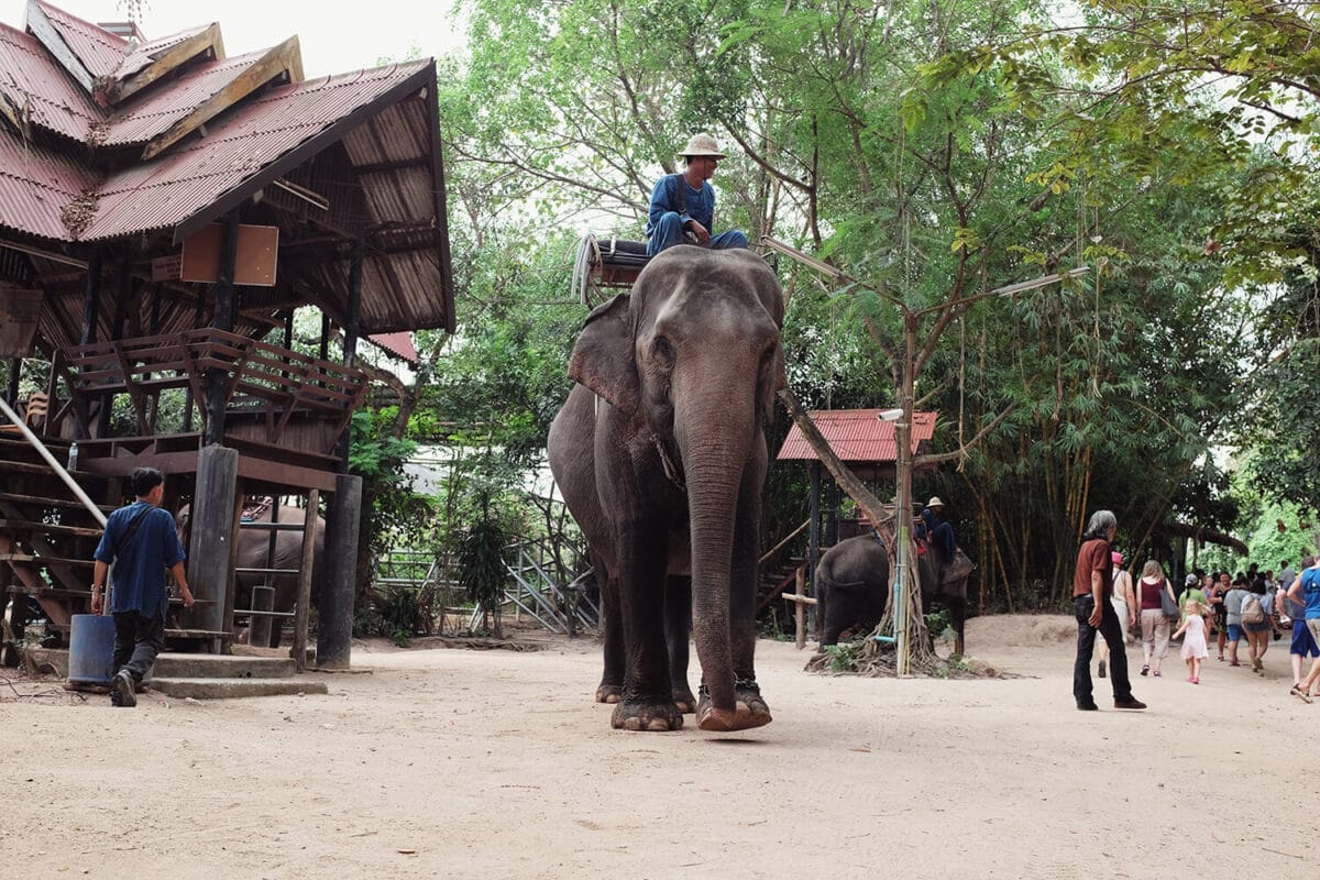 Elephant Village in Pattaya Witness the Majestic Beauty of Thailand's National Animal
