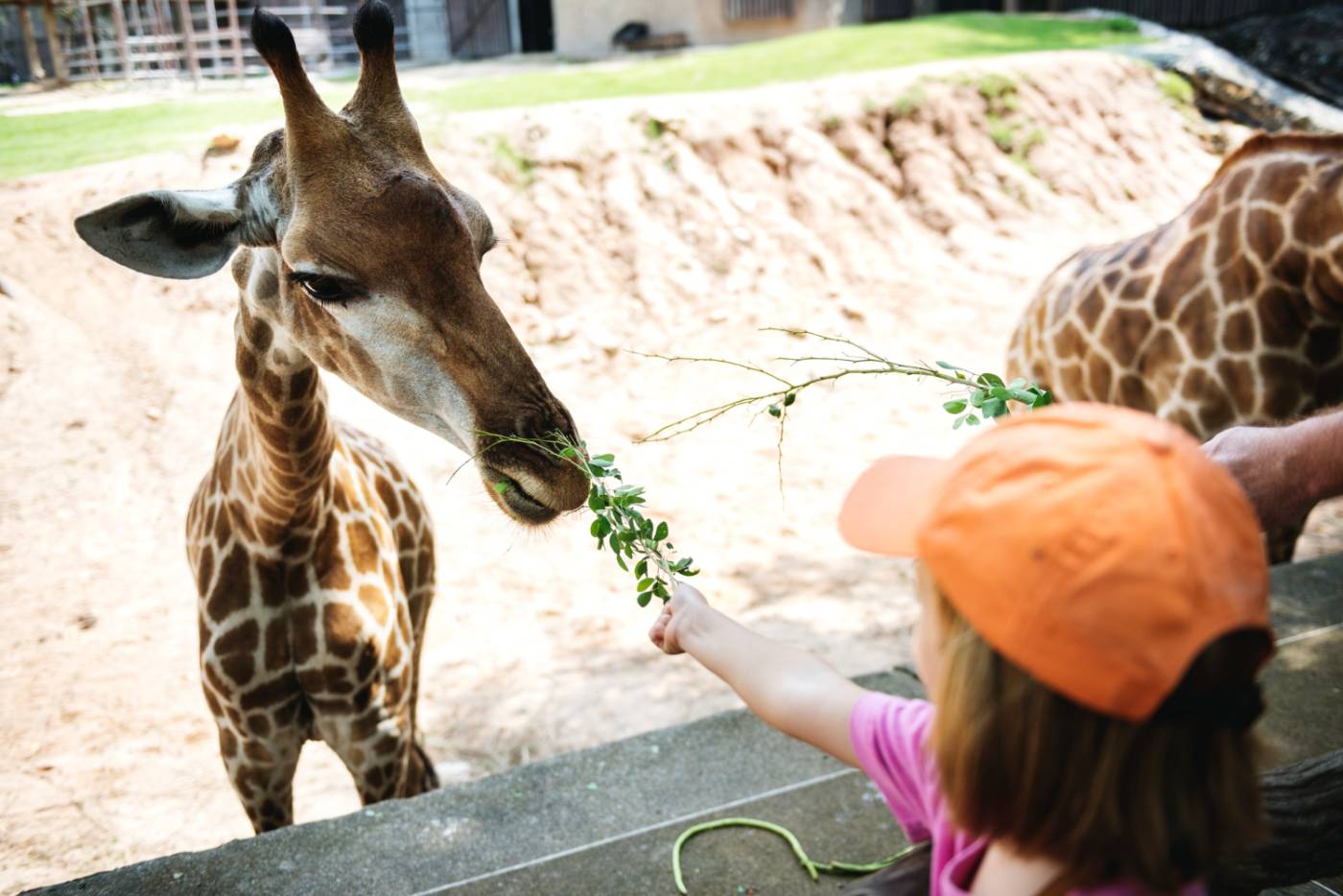 Young Caucasian girl giving food to a giraffe at the zoo