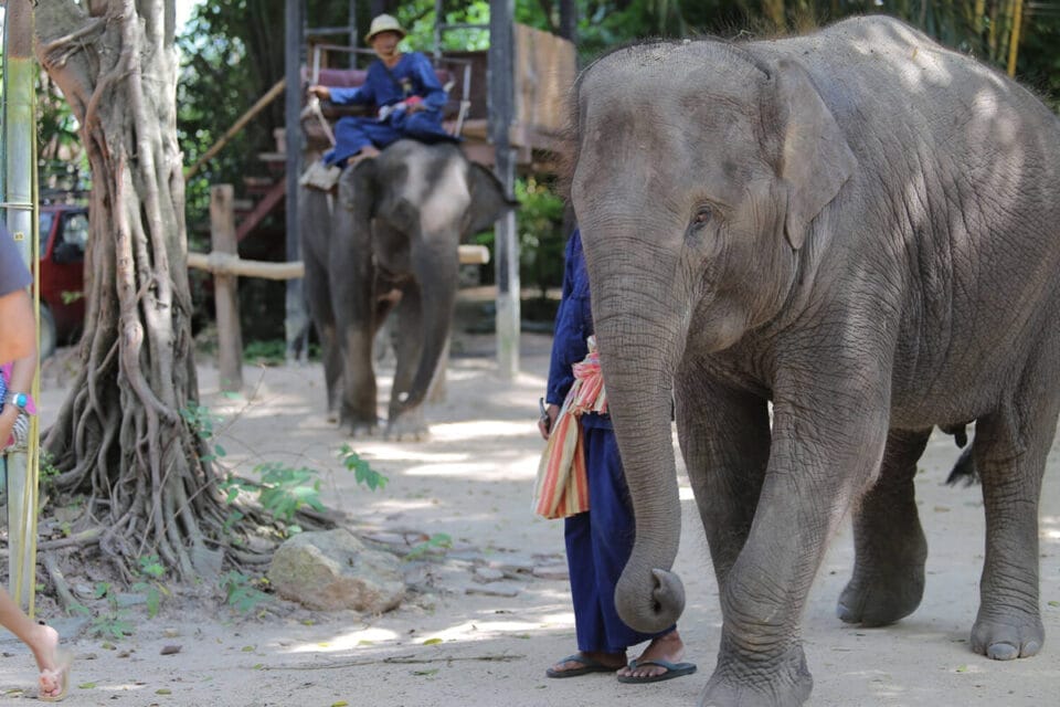 Elephant Village in Pattaya: Witness the Majestic Beauty of Thailand's National Animal 1 elephant village in pattaya