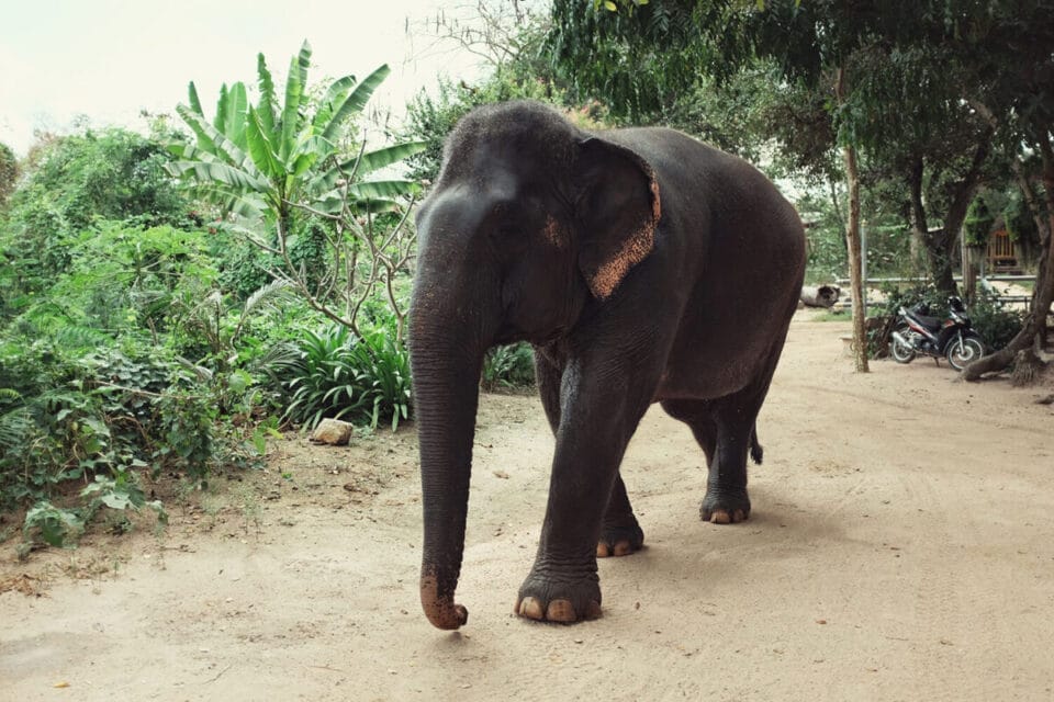 Elephant Village in Pattaya: Witness the Majestic Beauty of Thailand's National Animal 2 pattaya elephant village tickets