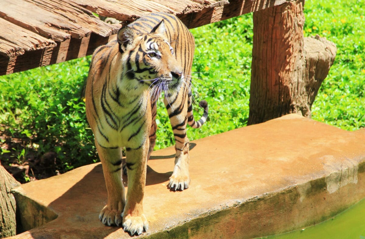 pattaya tiger park