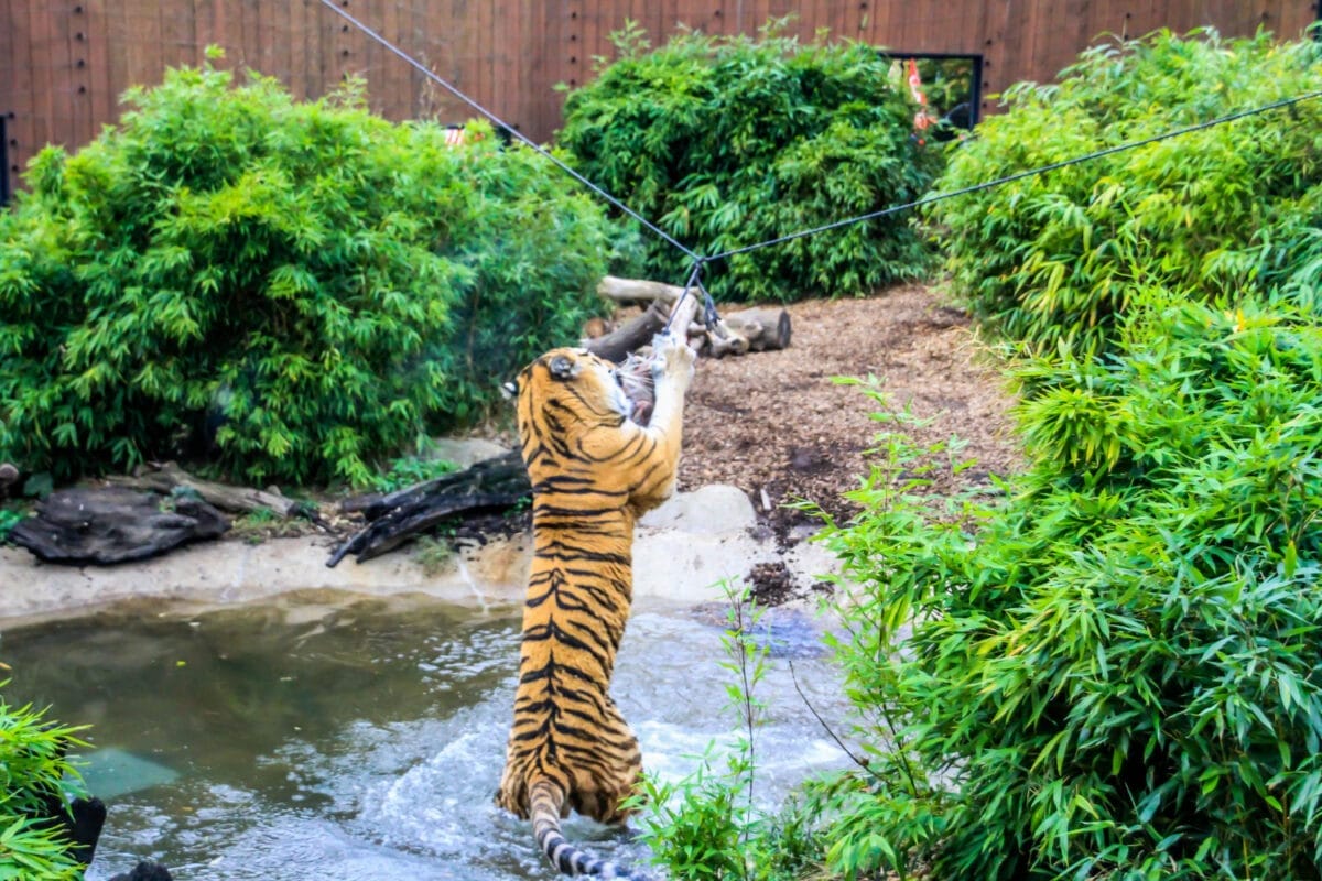Unveiling the Majestic World of Tigers: A Comprehensive Review of Tiger Park Pattaya 2 tiger park in pattaya